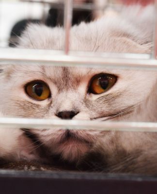 No Kill Shelter in Minnesota, Twin Cities Agenda