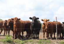 A better cut: Peterson Limousin Beef | Twin Cities Agenda