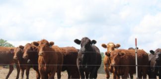 A better cut: Peterson Limousin Beef | Twin Cities Agenda