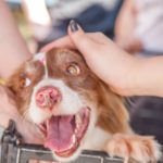 Top places for animal lovers to volunteer in Minnesota