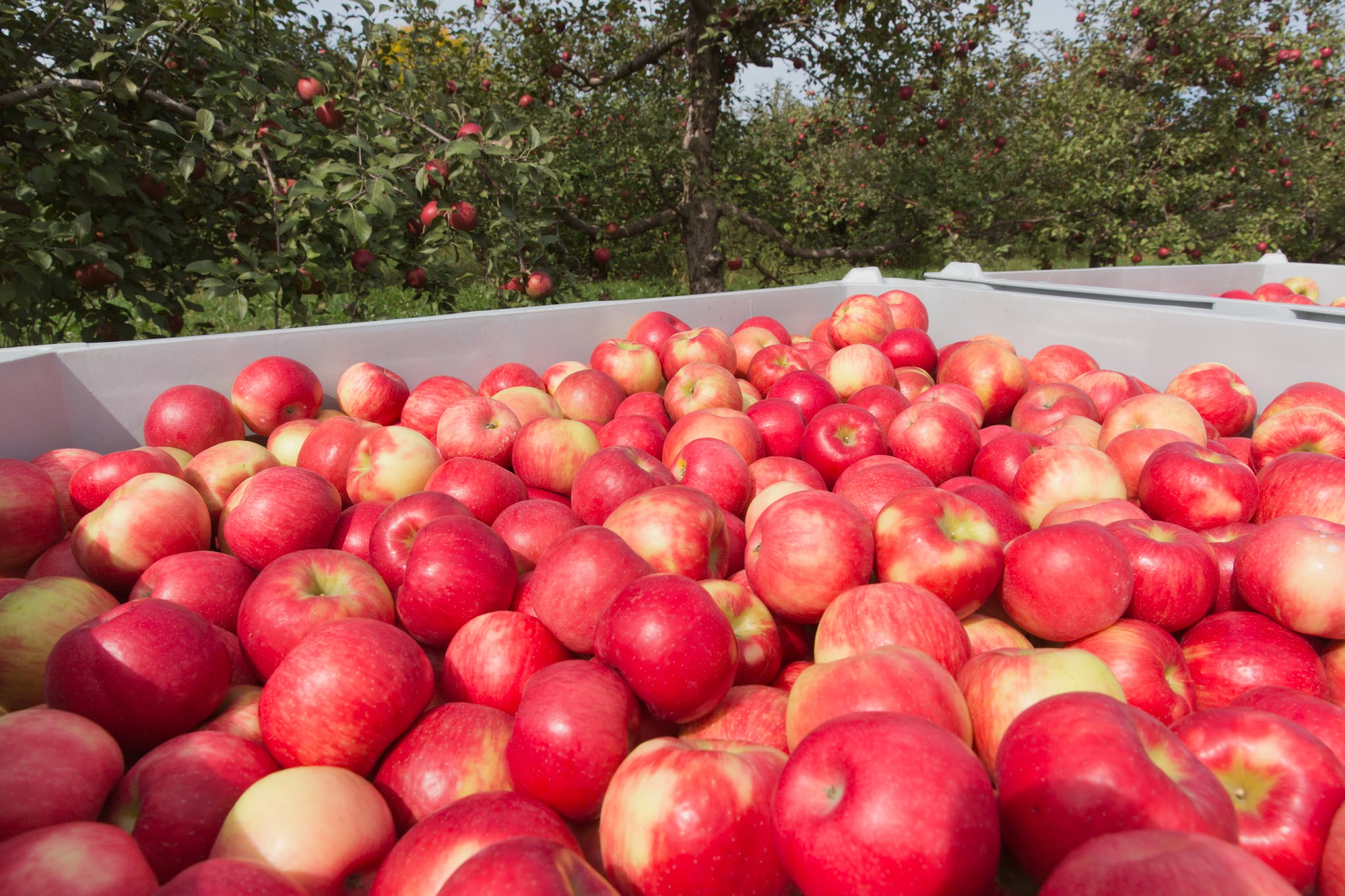 The Honeycrisp Celebrates 20 Years Twin Cities Agenda