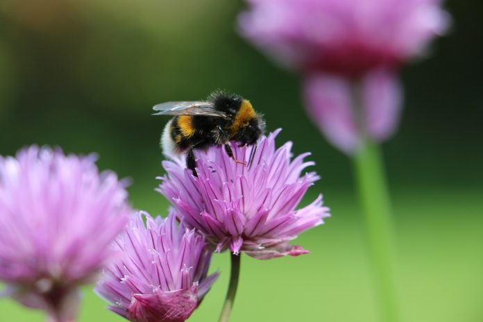 Bumblebee