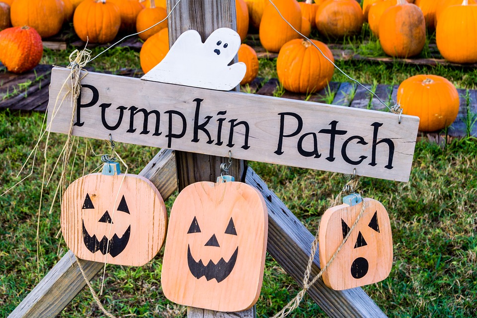Minnesota pumpkin patches, all in one place Twin Cities Agenda