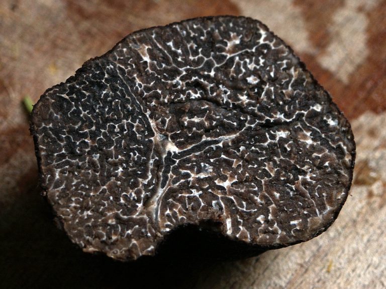 MinnesotaGrown Black Truffles Might Be Possible as a Result of Climate