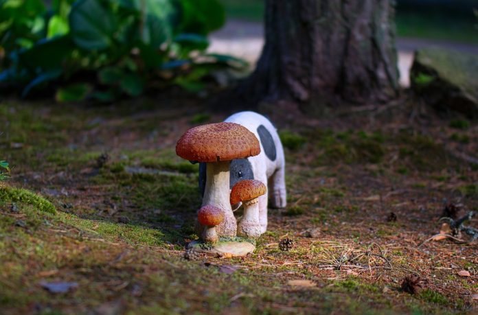 truffle2