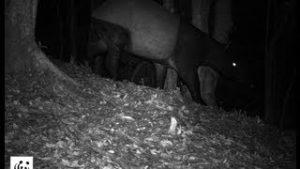 Baby on board: Minnesota Zoo's Malayan tapir is expecting