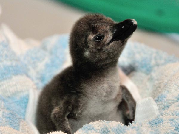 Waddling into your heart: MN Zoo welcomes African penguin chick