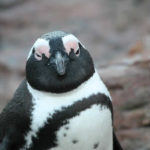 Waddling into your heart: MN Zoo welcomes African penguin chick