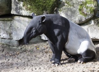 Baby on board: Minnesota Zoo's Malayan tapir is expecting