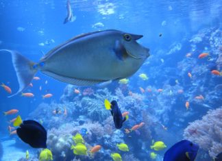 Minnesota Zoo celebrates 40 years in 2018