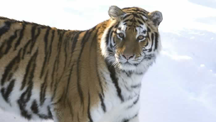 Amur Tiger  Columbus Zoo and Aquarium