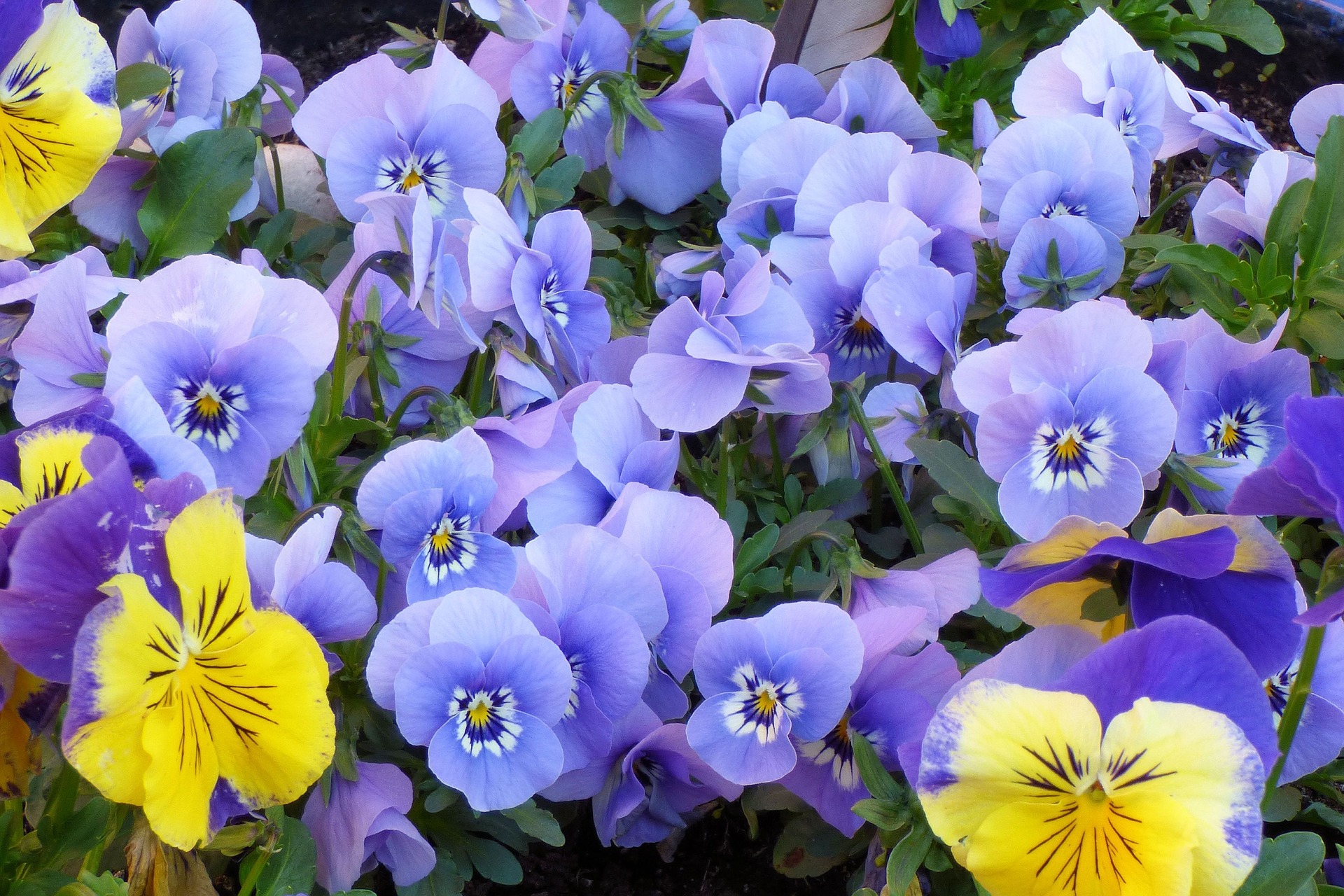 A photo of spring flowers