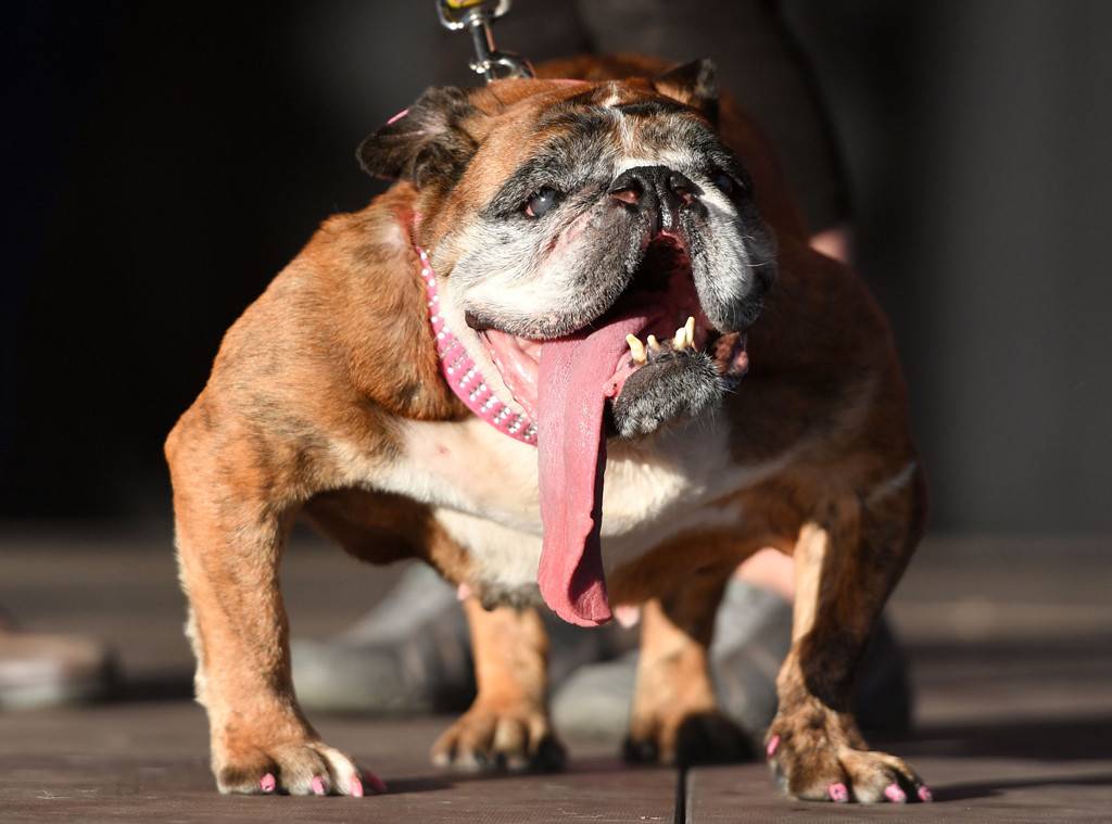 Zsa Zsa brings home the prize for World's Ugliest Dog