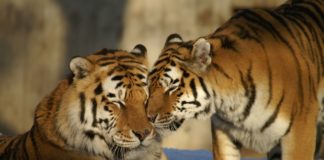 The Minnesota Zoo's Tiger Conservation Campaign raises $1 million to combat extinction