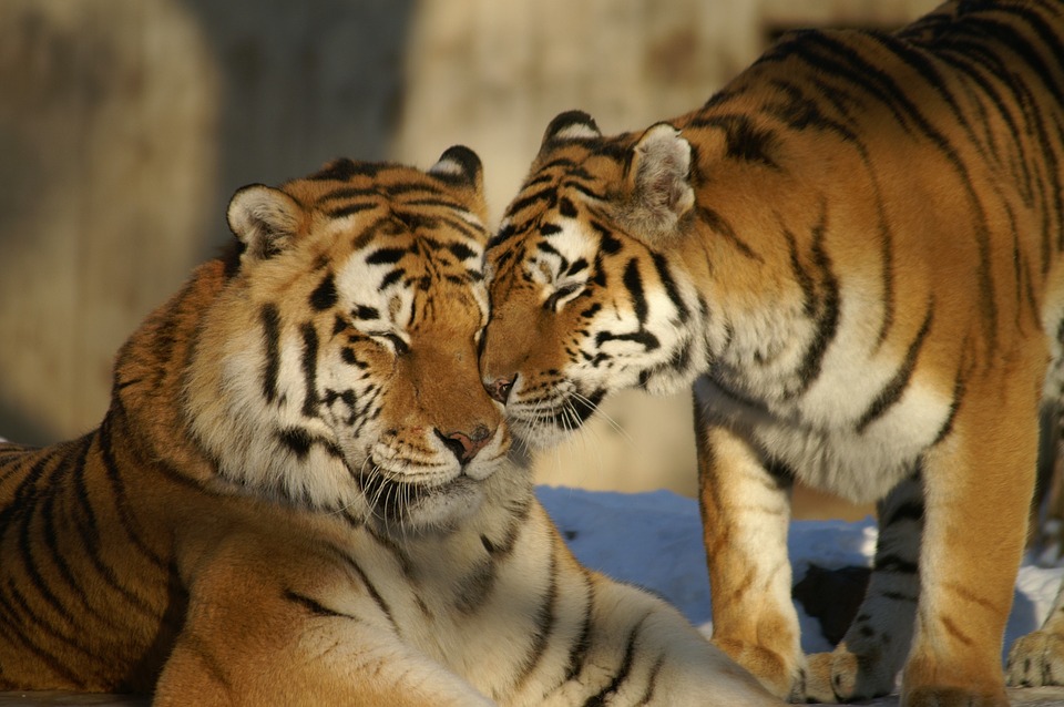 MONRE proposes tiger conservation program