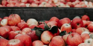 Apple-picking season is here! Head out to these great organic and sustainable apple orchards