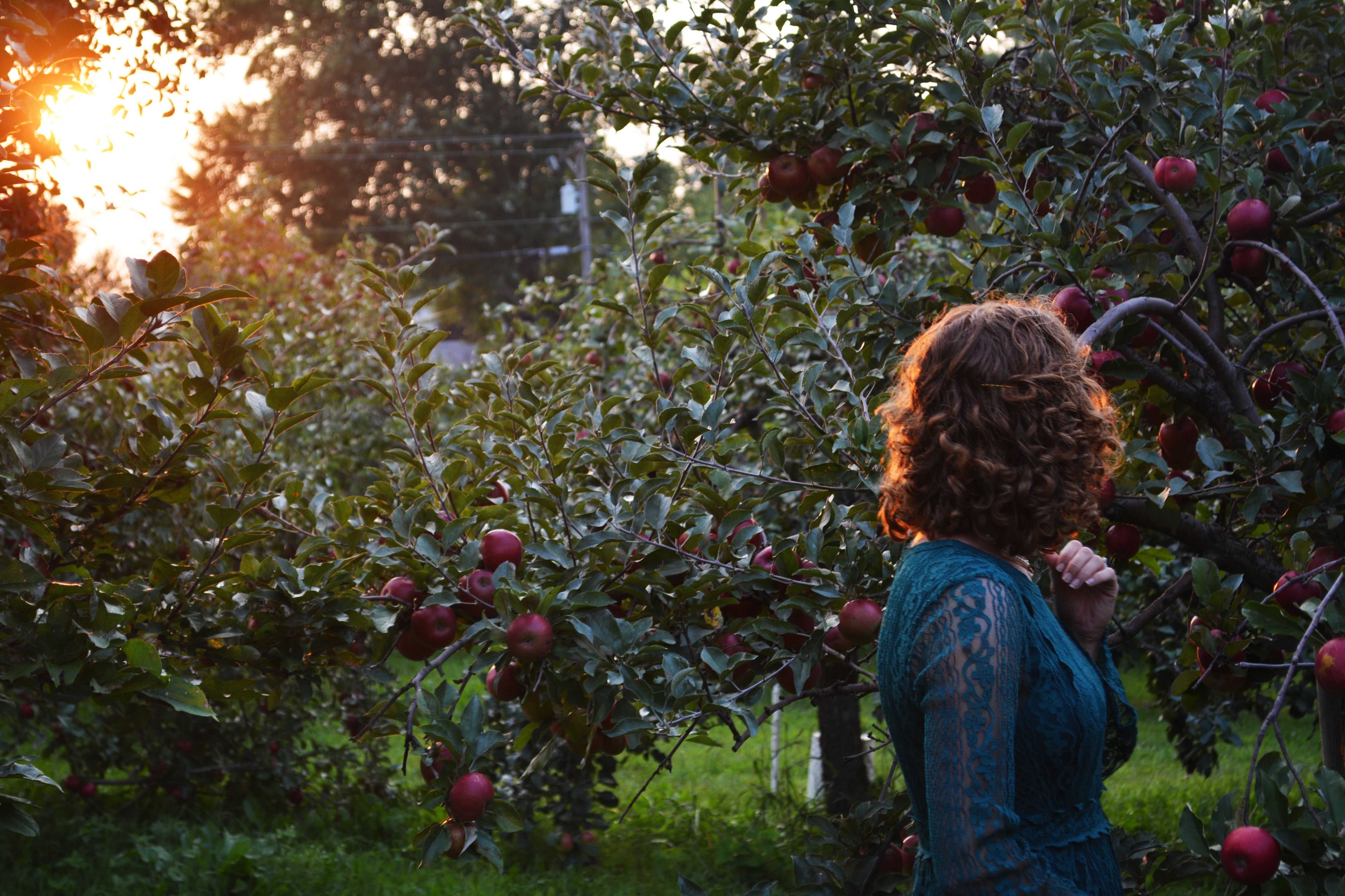 Apple-picking season is here! Head out to these great organic and sustainable apple orchards