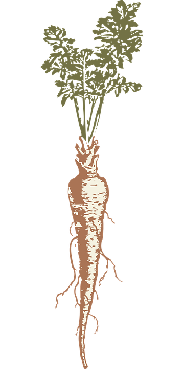 Parsnips: Fall into winter with this delicious root